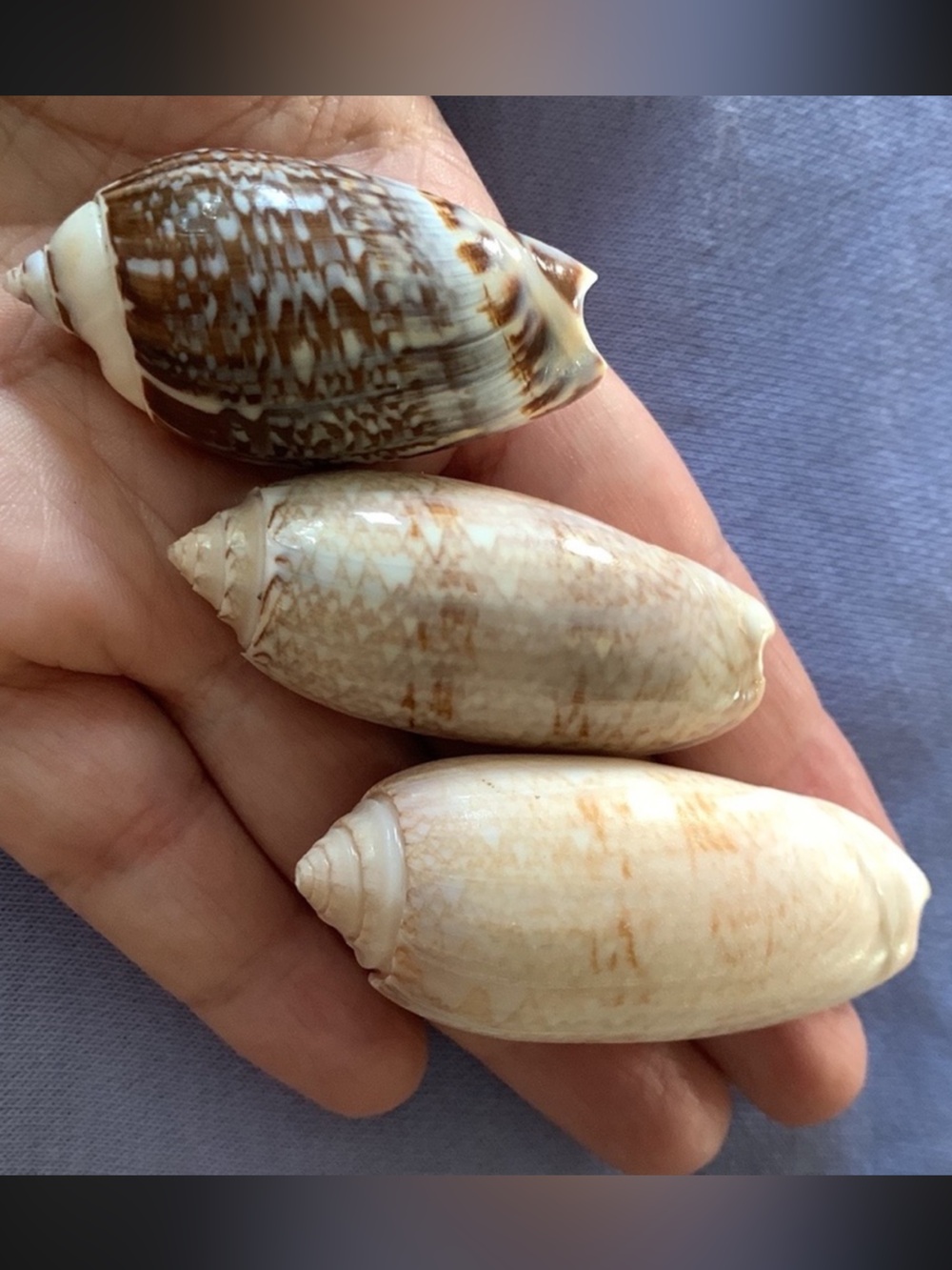 Set of three lettered olive shells